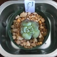 エケベリア　デビュー