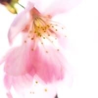今日は夏だ