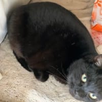 地域猫・・・