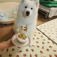 ファロ12歳の誕生日