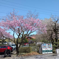 250414_御殿場の時之栖に桜を見に行ってきた