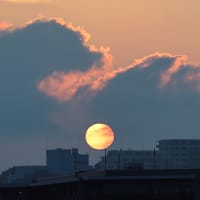 モズ