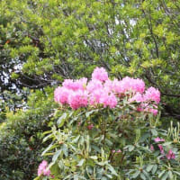 久屋大通庭園 「フラリエ」・　「シャクナゲ」＆「姫リンゴ」