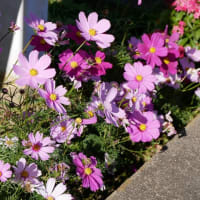 まだコスモスの花が見られますねぇ
