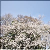 290 桜の花見