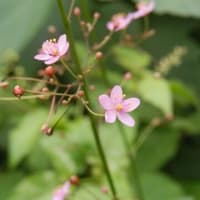 「久方ぶりの雷雨」