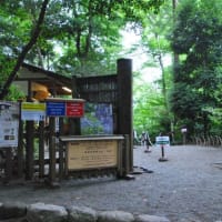 明治神宮御苑　　明治天皇ゆかりの由緒ある花菖蒲苑　　　1