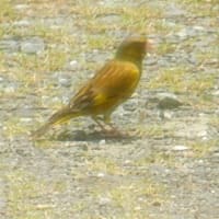夏の近場の風情」