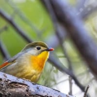 ソウシチョウとカワセミ他（やはり繋がらない）