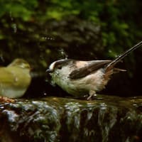 見たことあるポーズ