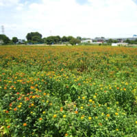 べに花の町、埼玉県桶川市　その２