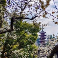 法華経寺の梅