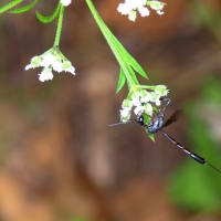 オオコンボウヤセバチ♀の訪花