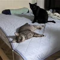 アピールｗ