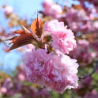 頭高山の八重桜