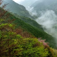 新緑の吉野山～雨降るなめご谷