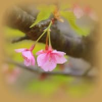 河津桜