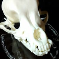 チワワ頭蓋骨模型