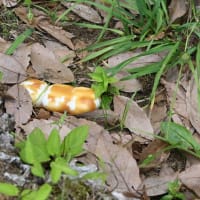 2025年6月7日 昭和記念公園のキノコ