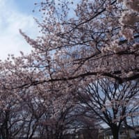 埼玉の春2017。