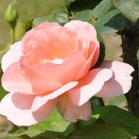花房