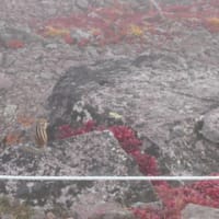 黒岳の紅葉