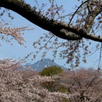 桜の間から駒ケ岳