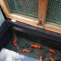 換水を行いました