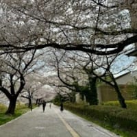 南大沢の桜