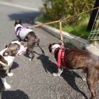 Pちゃんたちに会えてネロ大喜び