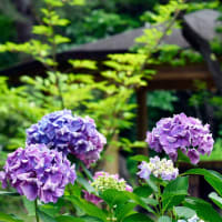 花の植物園