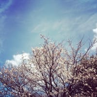 かばの子海に出る！？