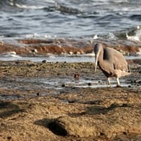 07/12探鳥記録写真：狩尾岬の鳥たち（クロサギの採餌模様、）