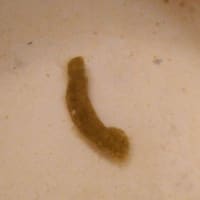 ミドリガメの円