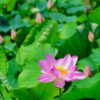 古代蓮が咲きました！（埼玉県上尾市原市沼 2025.6.28 撮影）