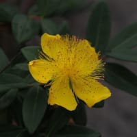 梅雨の中休みの日に万博記念公園へ（PartⅠ）