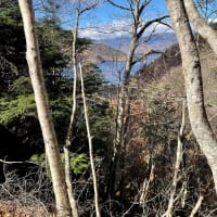 ミニうさぎとチンチラとかえるとデカうさぎ
