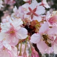 メジロたちとミツバチも河津桜