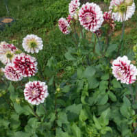 　昨日の我が家の花