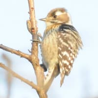 めっきり減った、来なくなった鳥たち