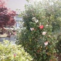 我が家の庭に咲く花（４月）
