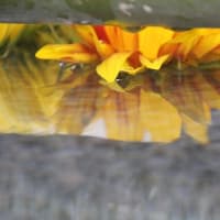 藤田神社の花手水～2024年6月1日