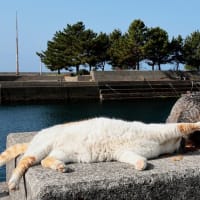 九州F島の猫たち　2025年4月　その1