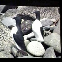 海鳥のサンクチュアリ　天売島と森林浴を楽しむメルヘンの焼尻島　２２回目　天売島