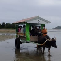  GoToで西表島#8(水牛～帰宅)