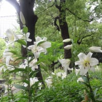 日比谷公園の百合（ユリロード）が満開に咲いているよ！これは楽しみやぁ～