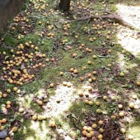 庭の掃除