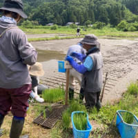 お初田植えだよ