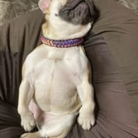 うちのコ記念日