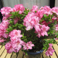 我が家の花で～す　（２）